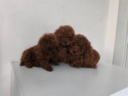Pofuduk Şans İki Kilo Kalacak Poodle Yumakları