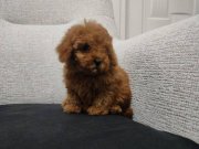Uygun mini boy poodle yavrular 