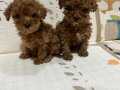 Toy poodle yavruları sahiplerini bekliyor 
