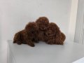 Pofuduk Şans İki Kilo Kalacak Poodle Yumakları