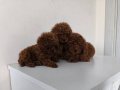 Pofuduk Şans İki Kilo Kalacak Poodle Yumakları