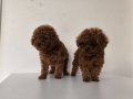 Pofuduk Şans İki Kilo Kalacak Poodle Yumakları