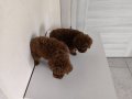 Pofuduk Şans İki Kilo Kalacak Poodle Yumakları