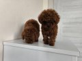 Pofuduk Şans İki Kilo Kalacak Poodle Yumakları