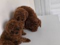 Pofuduk Şans İki Kilo Kalacak Poodle Yumakları