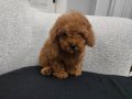 Uygun mini boy poodle yavrular 