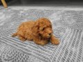 Uygun mini boy poodle yavrular 