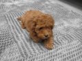 Uygun mini boy poodle yavrular 