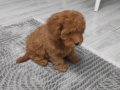 Uygun mini boy poodle yavrular 