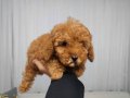 Uygun mini boy poodle yavrular 