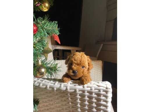 Veteriner kontrollü eğitimli toy poodle bebekler