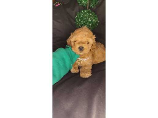 Ped eğitimli minik maltipoo yavrularımız 