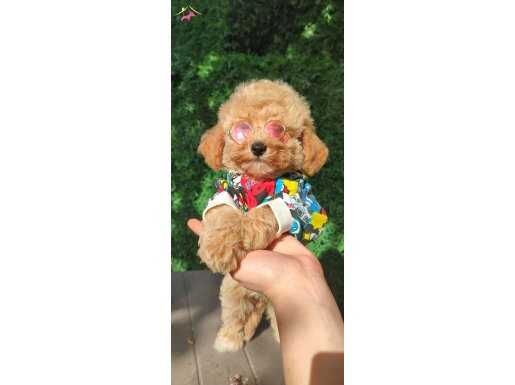 Mini maltipoo bebeklerimiz 