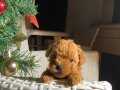 Veteriner kontrollü eğitimli toy poodle bebekler