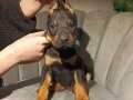 Estetikli ve estetiksiz safkan Doberman yavrular 