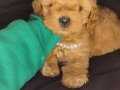 Ped eğitimli minik maltipoo yavrularımız 