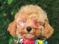 Evinizin neşesi olucak minik maltipoo bebekler 