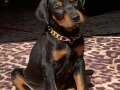 Eğitimli  siyah ve kızıl Doberman yavrularımız 