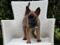 A kalite eğitime açık Malinois yavrularımız 
