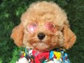 Mini maltipoo bebeklerimiz 