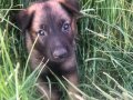 Ailenizin yeni neşesi ve evinizin koruması 