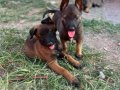 Ailenizin yeni neşesi ve evinizin koruması 