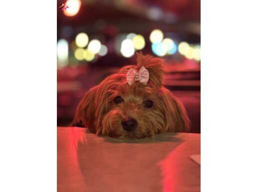 Maltipo bebeği kahverengi 