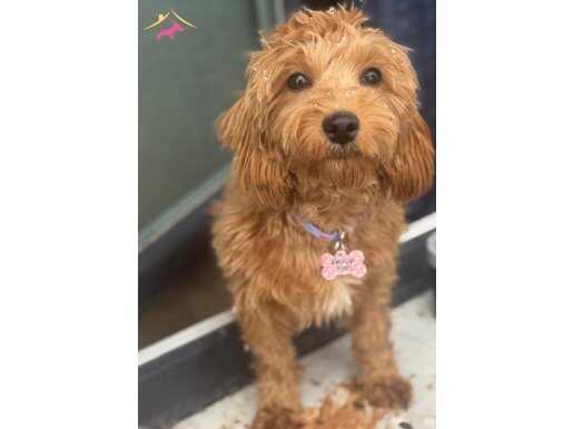 6 aylık dişi Maltipoo, aşıları tam.