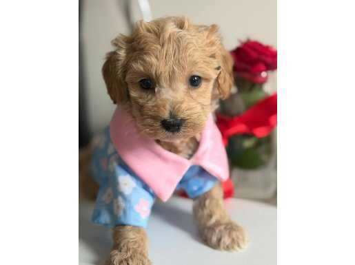 2 Aylık Dişi Korea Maltipoo - Çok Tatlı, tam mamalı