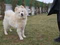 SAFKAN SAMOYED 