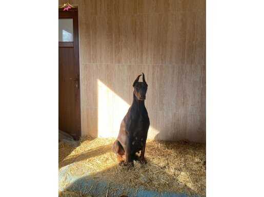 Yetişkin Dişi Kızıl King Doberman