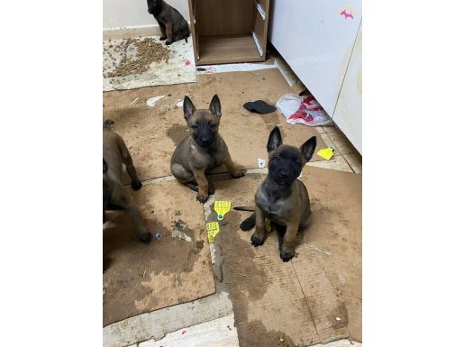 A kalite Malinos Yavruları