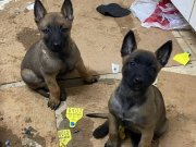 A kalite Malinos Yavruları