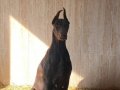Yetişkin Dişi Kızıl King Doberman