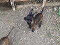 A kalite Belçika Kurtları 