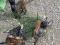 A kalite Belçika Kurtları 