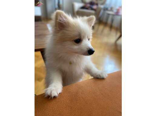 5 aylık pomeranian 