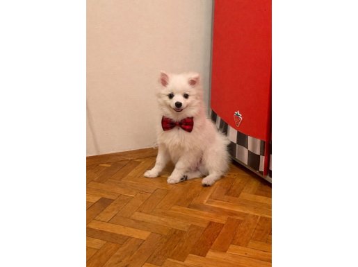 Ankara Sincan'da Tuvalet Eğitimli Pamuk Pomeranian Yavrusu