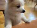 5 aylık pomeranian 