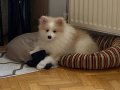 5 aylık pomeranian 