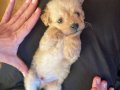 2,5 aylık küçük boy maltipoo