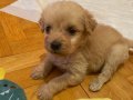 2,5 aylık küçük boy maltipoo