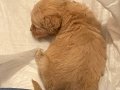 2,5 aylık küçük boy maltipoo