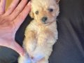2,5 aylık küçük boy maltipoo