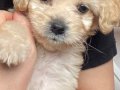 2,5 aylık küçük boy maltipoo