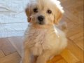 2,5 aylık küçük boy maltipoo