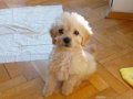 2,5 aylık küçük boy maltipoo