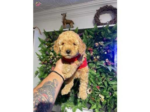 Şahane apricot toy Poodle