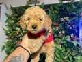 Şahane apricot toy Poodle
