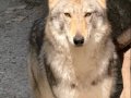 1 Yaşında Dişi Wolfdog 